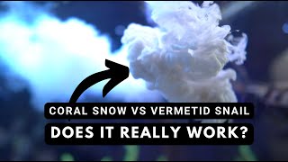 Using Coral Snow to control Vermetid Snail  Heres the results [upl. by Hodosh582]