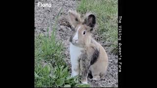 Fiona the rabbit and her rabbit friends rabbit bunny animals [upl. by Deena368]