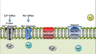 Digoxin  Mechanism of Action [upl. by Tterrag]