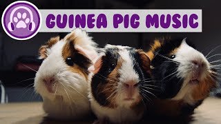 Guinea Pig Music  Deep Anxiety Relief Songs [upl. by Elacsap]