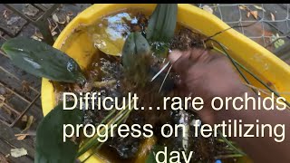 Difficult rare orchids I progress on fertilizing day orchidplant fragrantorchids orchidculture [upl. by Shiverick847]