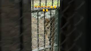 gir national park Gujarat  lion  tiger  live tiger attack at gir national park [upl. by Consalve]