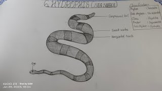 Drawing HYDROPHISSEA SNAKEHow to draw HYDROPHIS intermediate TheLefthandedArtist record zoology [upl. by Suirtimed]