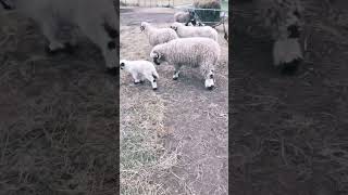 Valais Blacknose Lambs  2 Weeks Old [upl. by Gnet311]