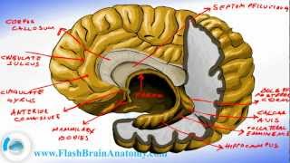 Brain Anatomy  Brain Fornix and Ventricle Anatomy [upl. by Enyehc]