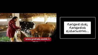 ಗೋಪೂಜೆಯ ಪ್ರಯೋಜನಗಳು  Gouseva Part 4  GouPooja and Benefits of GouPooja Ep107 18May2020 [upl. by Tomchay972]