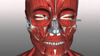 Muscles of Facial Expression  Anatomy Tutorial PART 1 [upl. by Kenison]