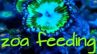 Feeding cycodeleic palythoa grandis our zoa feast and krill ampcopepods pellets foods [upl. by Just]