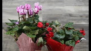 Caring for florist cyclamen  Tips for Growing Cyclamen Plants [upl. by Kerwin813]