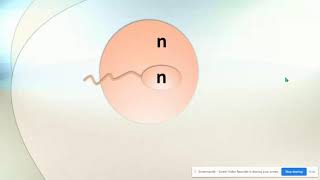 Haploid vs Diploid amp Homologous Chromosomes [upl. by Otaner21]