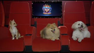 Dogs react to the PAW Patrol The Mighty Movie trailer [upl. by Anikram]