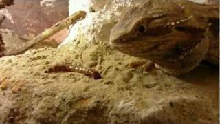 Agama Brodata  Pogona vitticeps [upl. by Buford157]