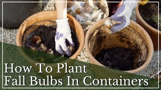 Fall Bulb Containers  How To Plant Bulbs In Pots  Small Space Gardening  Spring Blooming Bulbs [upl. by Drofla]