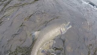 Chinnok King Salmon while Fly Fishing the Salmon River DSR Flats  Pulaski NY Fall Salmon Run 2017 [upl. by Nonaihr154]