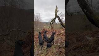 Pheasant Retrieved with Labrador Retriever Driven Shooting Gundog [upl. by Adner]