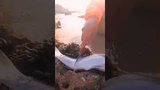 🔥racailler 1 courbin 🐟Argyrosomus japonicus 🔥fish scaling fishing fish صيد beach scalp 🐟 [upl. by Arreic]