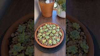 Succulent Tips Propagating Sedum Clavatum 🪴 succulents suculentas propagate [upl. by Samira]