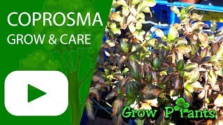 Coprosma  grow amp care [upl. by Barraza422]