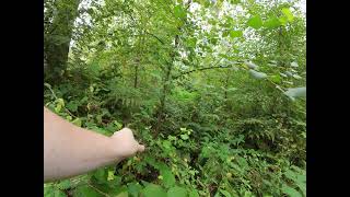 Delamere Forest  FPV trail trekking [upl. by Dallman]