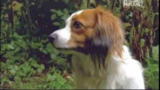 KOOIKERHONDJE  ABC CANINO  101 DOGS  ESPAÑOL [upl. by Margareta832]