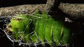 TimeLapse Footage of a Giant Caterpillar Weaving Its Cocoon [upl. by Bride]