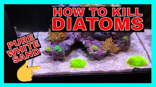 How To Kill Diatoms  Reef Tank Diatoms  Diatoms Update [upl. by Ramey706]