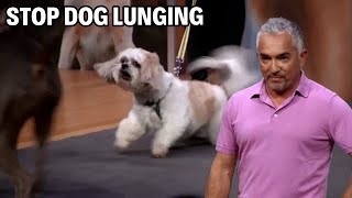 How To Stop Your Dog From Lunging At Other Dogs  Dog Nation Episode 8  Part 1 [upl. by Trinl]