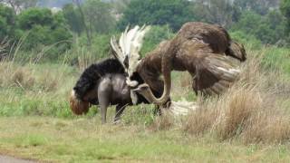 Ostrich Mating Dance [upl. by Aeslahc]