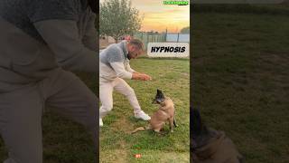 🔥 Special Dog Training dog germanshepherd dogtraining belgianmalinoisdog malinois [upl. by Maddalena638]