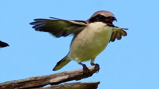 Loggerhead Shrike [upl. by Dauf541]