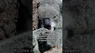 Fascinating Facts About Koalas animals [upl. by Alamak]