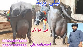 احمدشیرعلی260گ ب 5ٹاپ کلاس بھینسیں برائےفروخت13ستمبر Pure Neli Nili Ravi Buffalo Sale on Eitfaaq Tv [upl. by Socha]