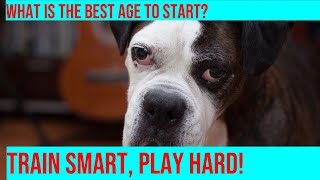 Training Your Boxer How to Develop Good Habits Early On [upl. by Auqenat]