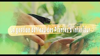 Arrosage des plantes dintérieur  conseils et astuces [upl. by Notlit]