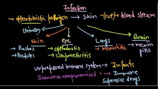 Pseudomonas aeruginosa infection [upl. by Latnahc]