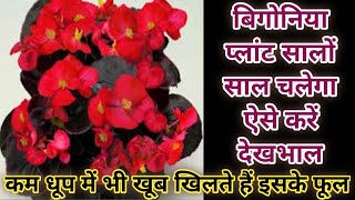 Begonia a shade loving flowering plant care Ornamental Plant Begonia care in Summer amp winter [upl. by Land]