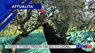 Castelfranco Piandiscò cittadini si prendono cura degli olivi comunali [upl. by Boggs598]