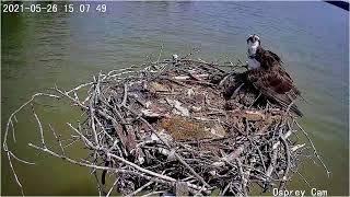 Dahlgren Osprey Cam Live Stream [upl. by Siberson]