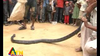 ATN News quotJole Jongolequot King Cobra [upl. by Sidhu]