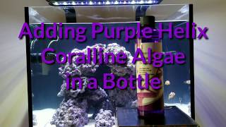 Adding Purple Helix Coralline Algae by ARC Reef to my tank [upl. by Sharlene166]