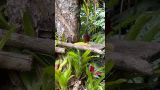 Ramphocelus dimidiatusmalefemale wildlife birds animals nature thanks4u👍subscribe 🦜 [upl. by Akemehc]