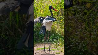 Vogelpark Niendorf Ostsee Timmendorfer Strand travel [upl. by Marek]