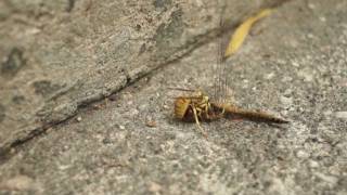 Wasp vs Dragonfly [upl. by Nileve785]