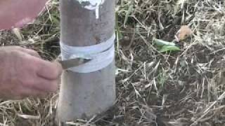 Organic Codling Moth Control [upl. by Tice350]