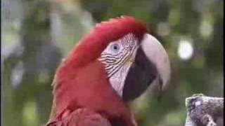 Macaws playing in trees in the wild [upl. by Namie]