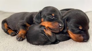 Dachshund puppies from 0 to 4 weeks old [upl. by Hsu]