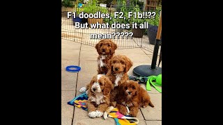 How to understand F1 in dog breeds [upl. by Irahcaz]