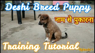 Deshi Breed puppy Training1देशी कुत्ते के बच्चे को कैसे सिखाएं puppy training indian dogstreet [upl. by Nyliram]