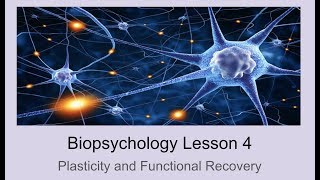 ALevel Psychology AQA Biopsychology  Plasticity and Localisation of Function [upl. by Dray]