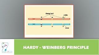 HARDY  WEINBERG PRINCIPLE [upl. by Holbrooke636]